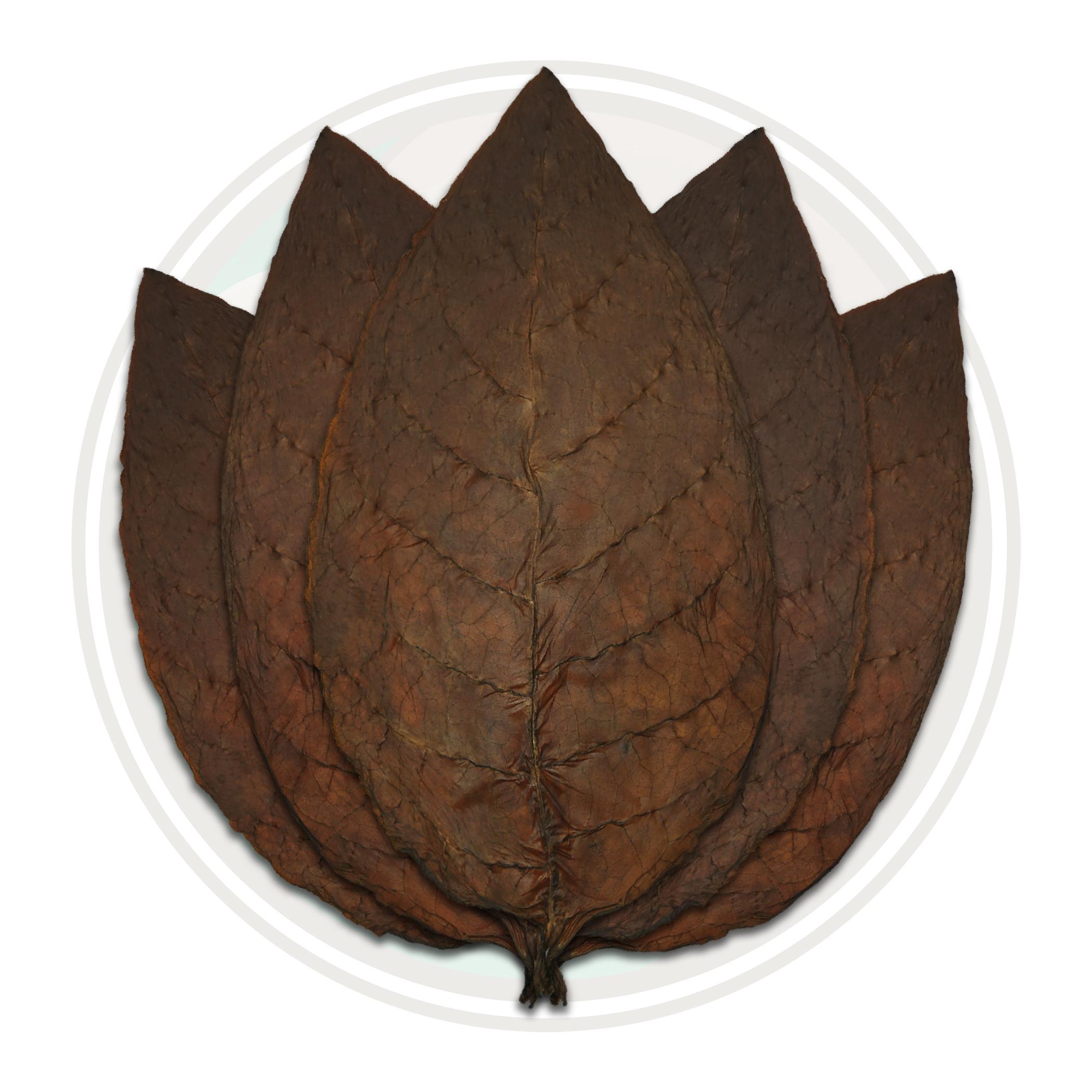 Brazilian Mata Fina Cigar Wrapper Whole Tobacco Leaf